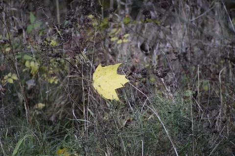 Yellow fallen maple leaf on the ground among dry grass Stock Photos