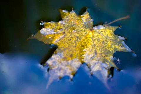 Yellow fallen maple leaf on the water surface Stock Photos