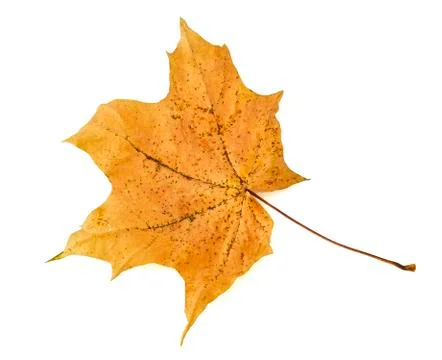 Yellow fallen maple leaf on a white background Stock Photos