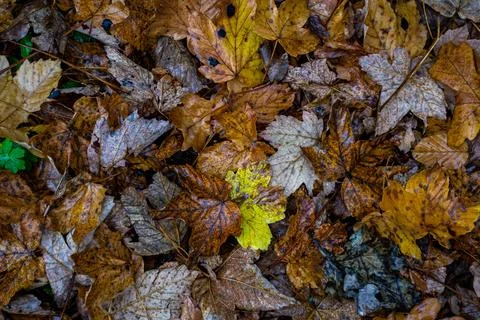Yellow fallen maple leaves on the ground after autumn rain Stock Photos