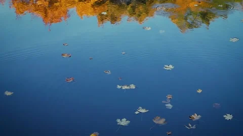 Yellow fallen maple leaves lie on the water. Natural autumn background Stock Footage 143960372
