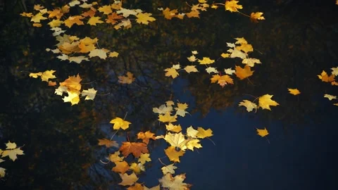 Yellow fallen maple leaves lie on the water. Natural autumn background. Stock Footage 143960811