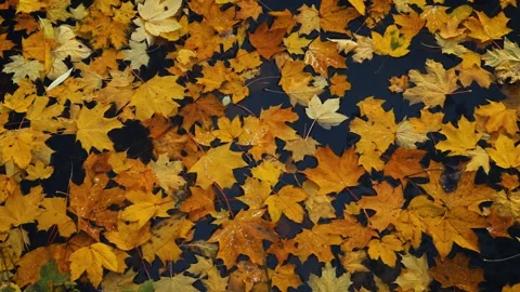 Yellow fallen maple leaves lie on the surface of the water. Autumn background. Stock Footage 143960886