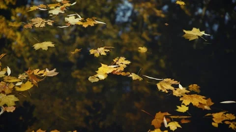 Yellow fallen maple leaves lie on the water. Autumn background Stock Footage 143961136