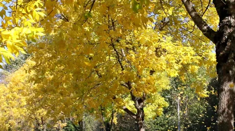 Yellow Falling Leaves from Beech Trees Along the Road in Autumn Season 動画素材 31587475
