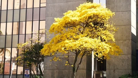 Yellow falling leaves - slow motion Stock Footage 73486196