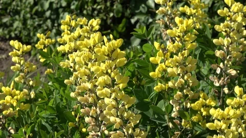 Yellow false indigo baptisia also called Baptisia sphaerocarpa Stock-Footage 107745738