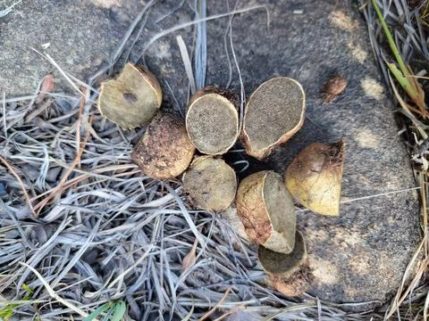 Yellow False Truffle Sliced on Forest Ground, Rhizopogon luteolus, Close Up Stock Photos
