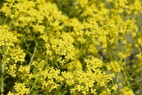 Yellow False Turkish Rocket Blossoms Field Stock Photos