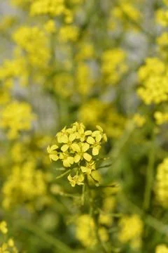 Yellow False Turkish Rocket Closeup Stock Photos
