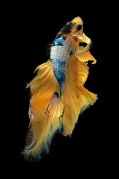 Yellow fancy Stock Photos