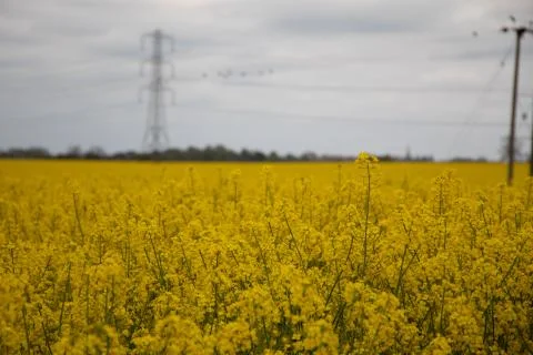 Yellow farm fields 스톡 사진