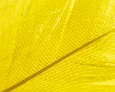 Yellow feather as a background. Stock Photos