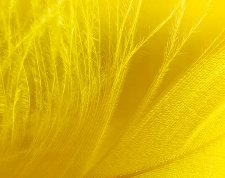 Yellow feather as a background. Stock Photos