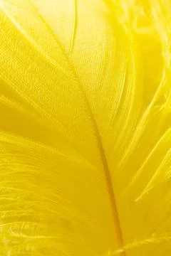 Yellow feather as a background. Stock Photos