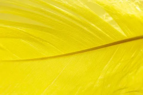 Yellow feather as a background. Stock Photos