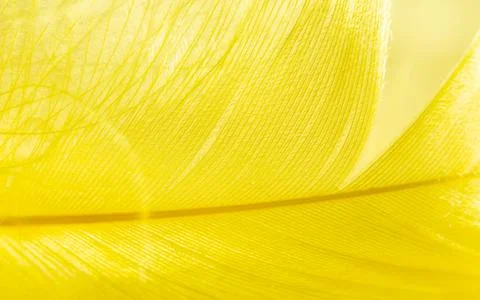 Yellow feather as a background. Stock Photos