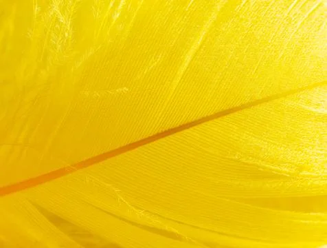 Yellow feather as a background. Stock Photos