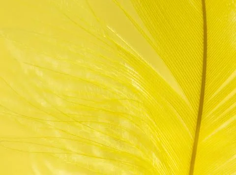 Yellow feather as a background. Stock Photos
