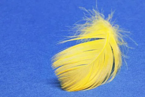A yellow feather on a blue background Foto stock
