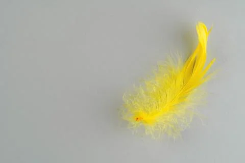 Yellow feather on gray background with copy space Stock Photos