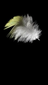 Yellow feather isolated on black background close-up Stock Photos