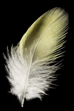 Yellow feather isolated on black background close-up Stock Photos