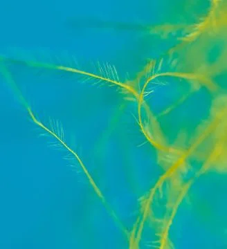 Yellow feather isolated on blue background Stock Photos