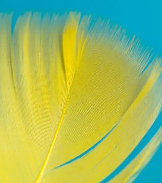 Yellow feather isolated on blue background Stock Photos