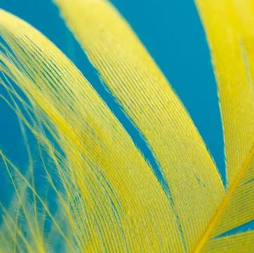 Yellow feather isolated on blue background Stock Photos