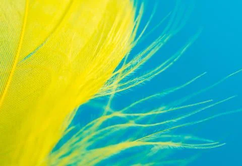 Yellow feather isolated on blue background Stock Photos
