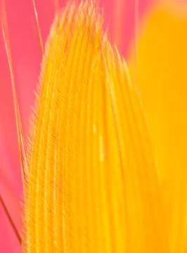 Yellow feather on a red background. close Stock Photos
