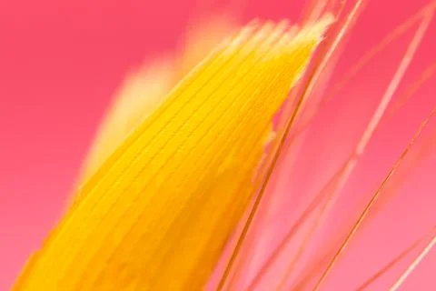 Yellow feather on a red background. close Stock Photos
