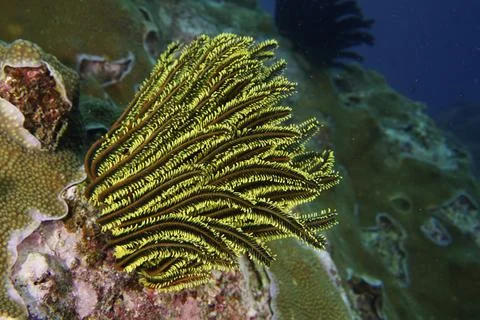 Yellow Feather Star with dark tips, Bushy feather star, Variable feather star Stock Photos