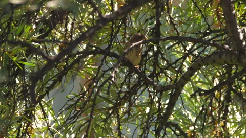 Yellow-feathered bird on tree branches Stock Footage 287736973