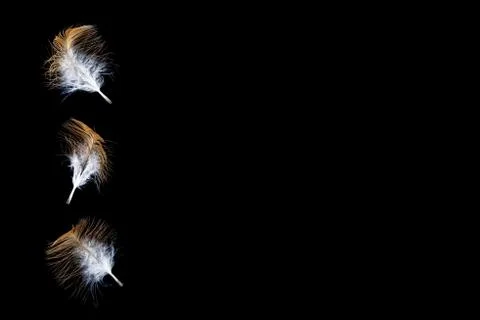 Yellow feathers with black background. Composite image with selective focus. Stock Photos