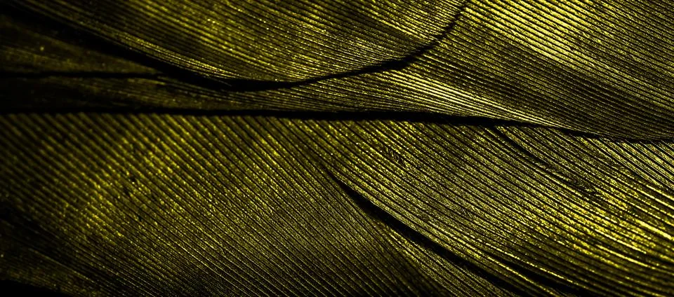 Yellow feathers with visible texture Stock Photos