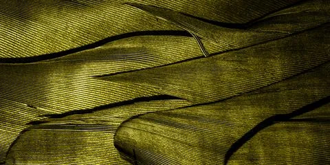 Yellow feathers with visible texture Stock Photos