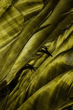 Yellow feathers with visible texture Stock Photos