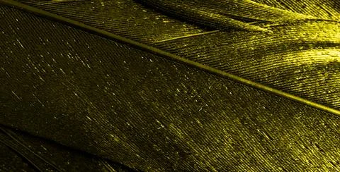 Yellow feathers with visible texture Stock Photos