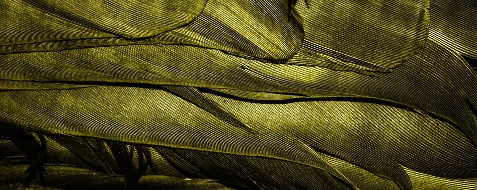 Yellow feathers with visible texture Stock Photos