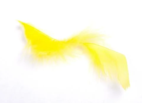 Yellow feathers on white background Fotos de archivo