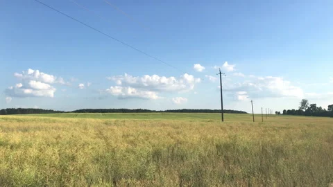 Yellow field 4k Stock Footage 156600470