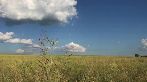 Yellow field 4k Stock Footage 156601962