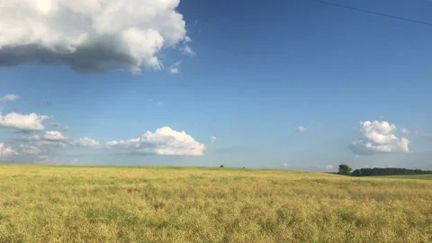 Yellow field 4k panoramic movement Stock Footage 156601526