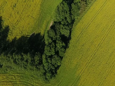 Yellow field from above Stock Footage 77472407