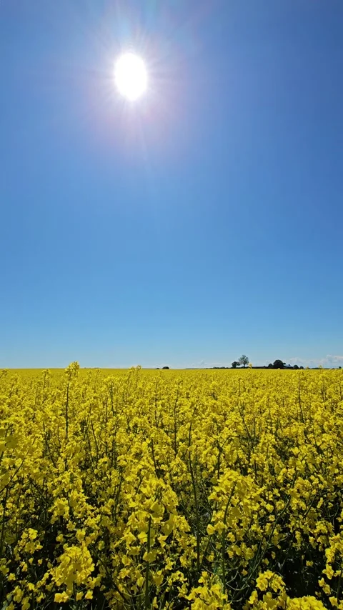 Yellow field and blue sky. Rapeseed field in sunny day. Scenery on a beautiful Stock Footage 315214072
