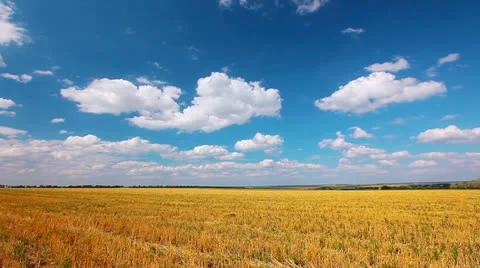 Yellow field and cloudy sky Stock Footage 25748006