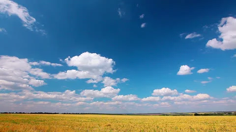 Yellow field and cloudy sky Stock Footage 25748058