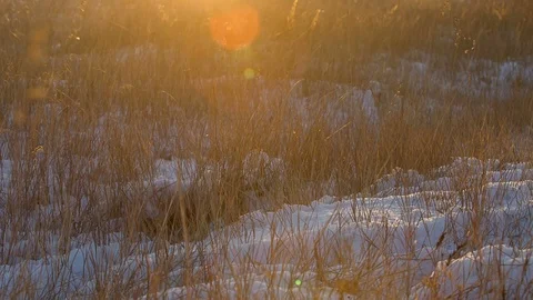 Yellow field and mountain sunset landscape Stock Footage 87770522